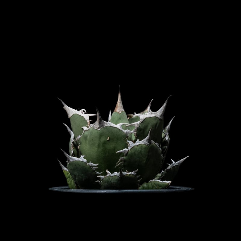 アガベ チタノタ 烈焔 逆刺 / Agave titanota 'Flame' #1 | Du