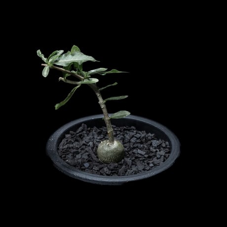 フォッケア エデュリス / Fockea edulis #2
