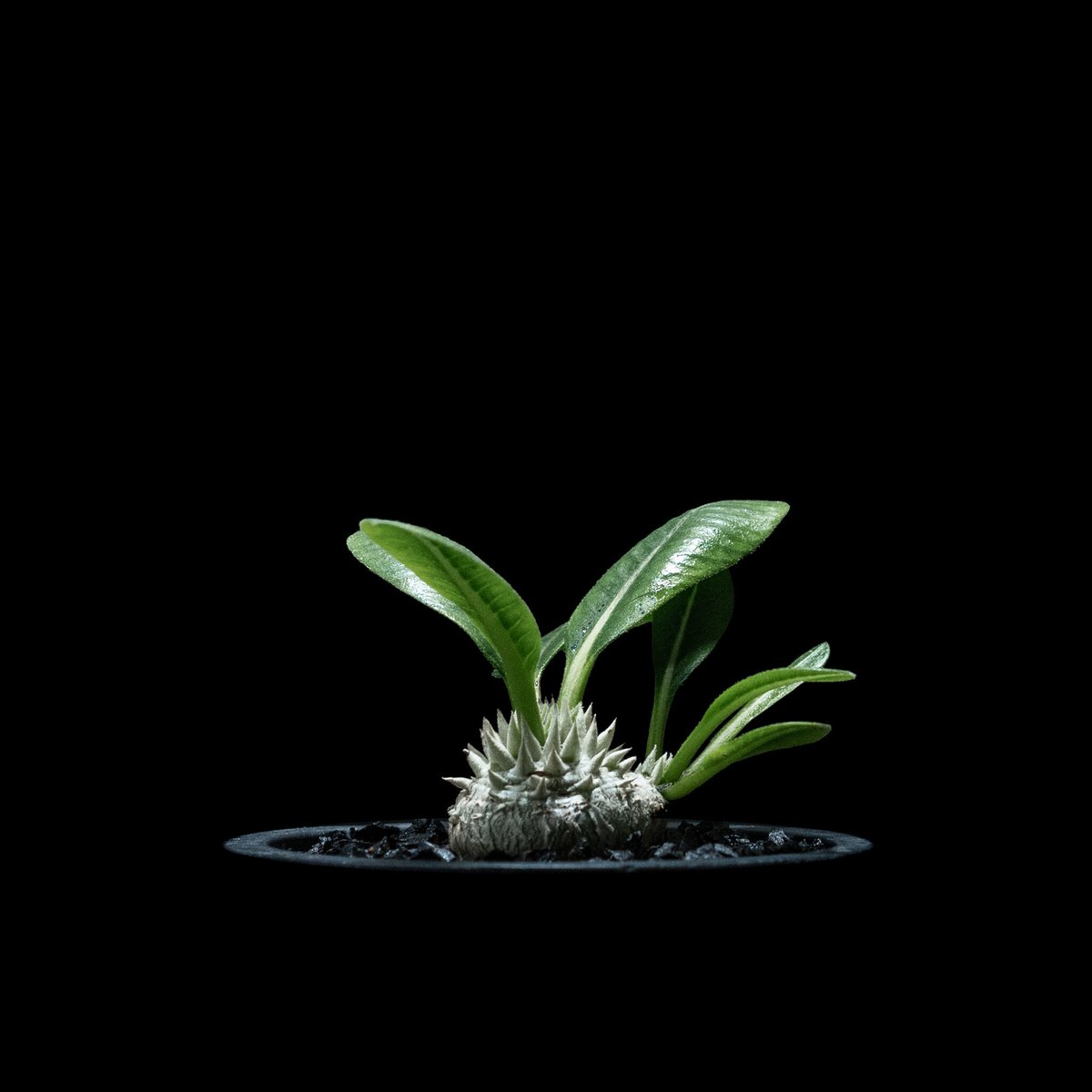 パキポディウム ブレビカウレ / Pachypodium brevicaule #3 | Du