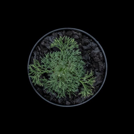 モンソニア ペニクリナム / Monsonia peniculina #4