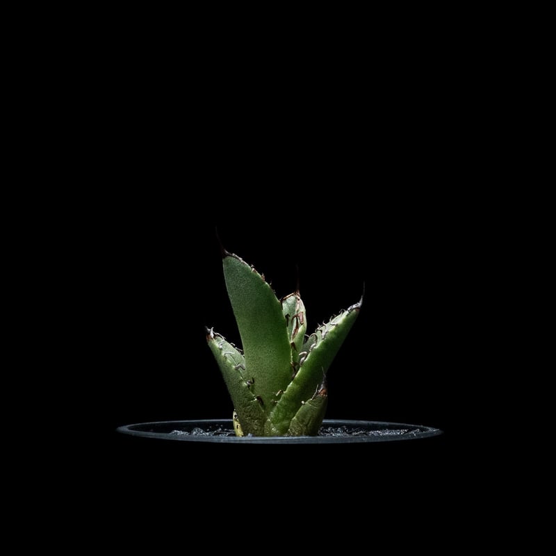 アガベ チタノタ 魚刺 / Agave titanota 'Fish Spine' #5 |