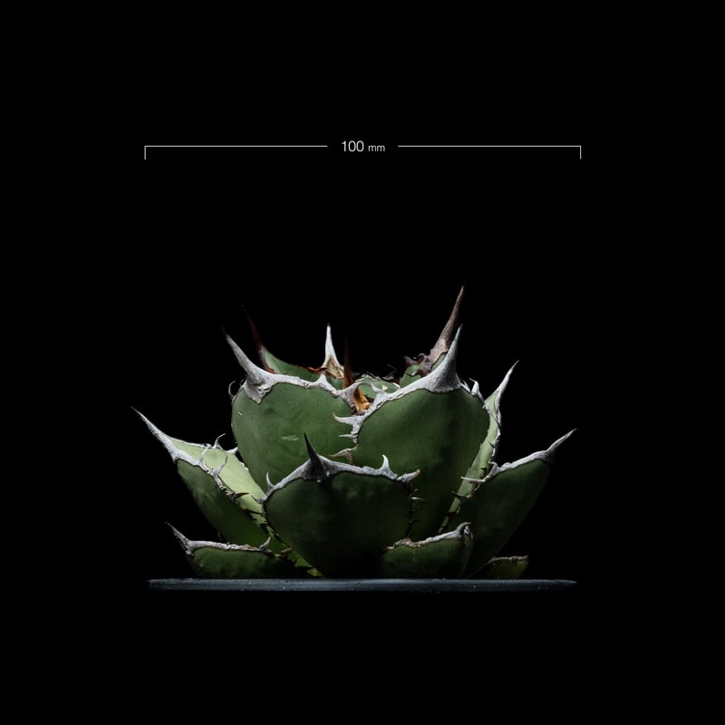 アガベ チタノタ agave-titanota-1-04-950x633.jpg