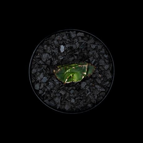 アガベ チタノタ 鬼爪 (カキ仔) / Agave titanota ‘Ghost Claw’ #3