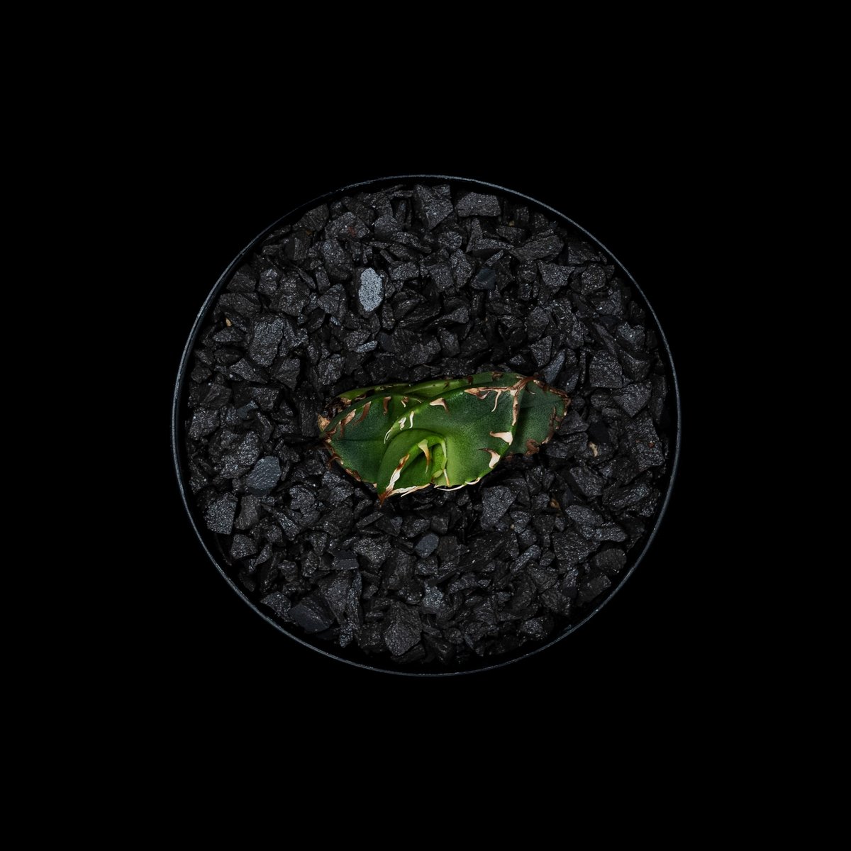 アガベ チタノタ 鬼爪 (カキ仔) / Agave titanota 'Ghost Claw' アガベ チタノタ 鬼爪 (カキ仔) / Agave titanota 'Ghost Claw'