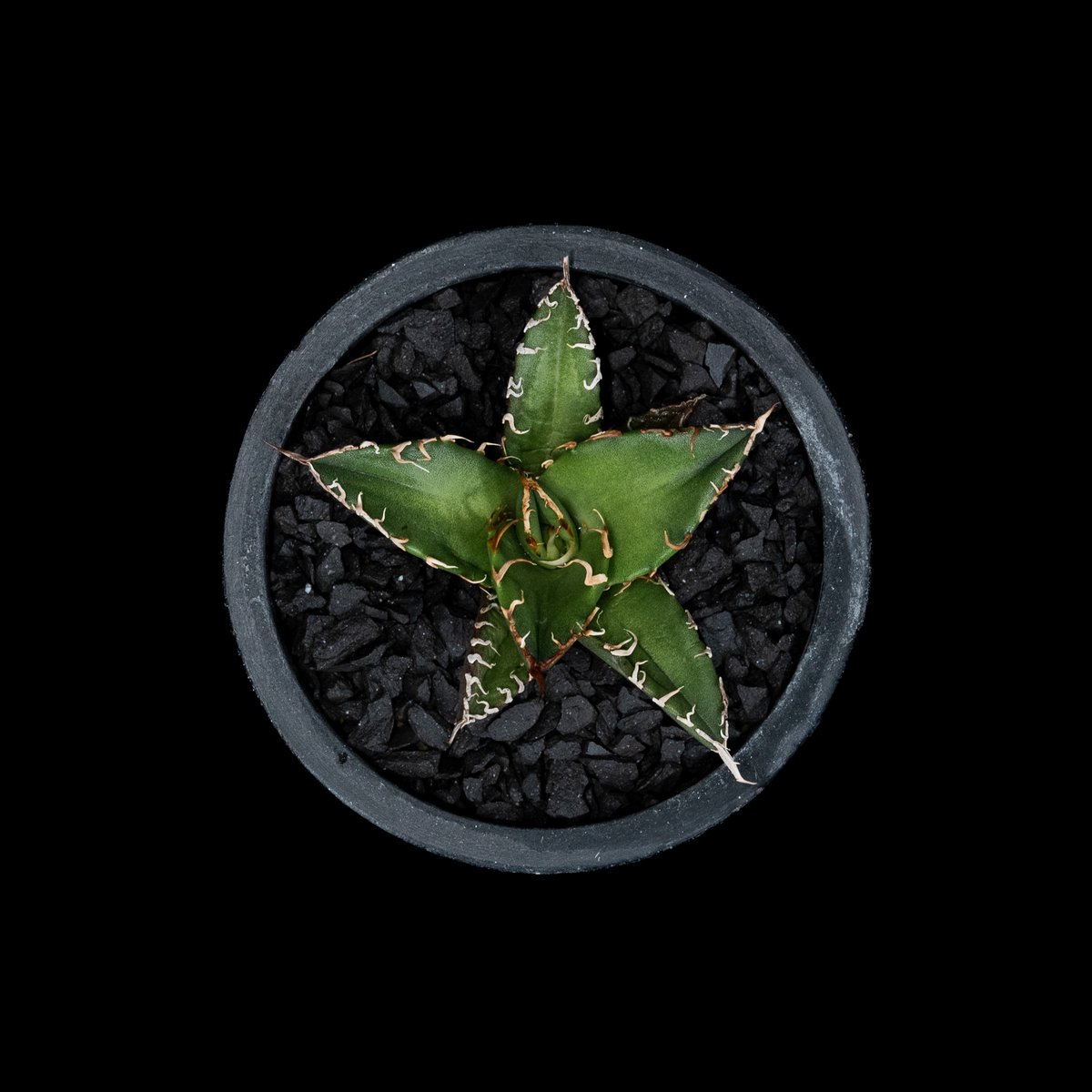 アガベ チタノタ シーザー / Agave titanota 'Caesar' #43 | D