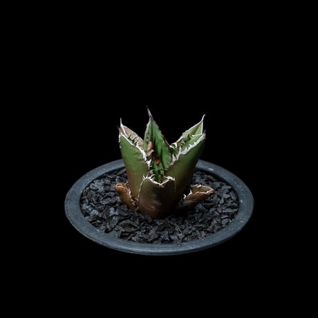 アガベ チタノタ 黒火焔 / Agave titanota ‘Black Fire’ #7
