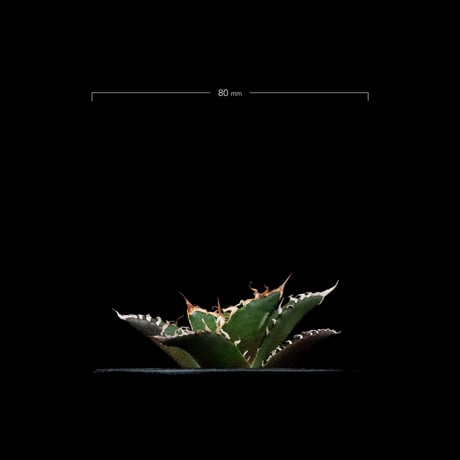 アガベ チタノタ シーザー / Agave titanota ‘Caesar’ #45