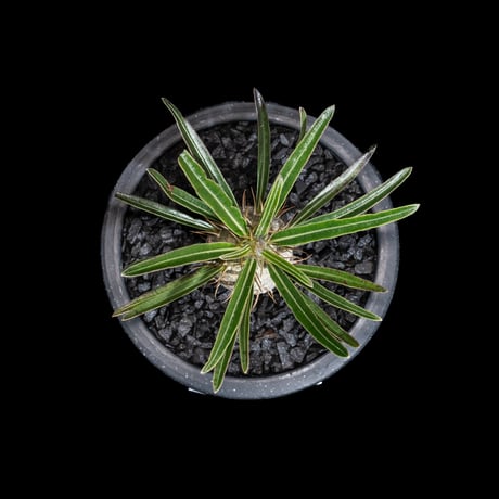パキポディウム グラキリス / Pachypodium rosulatum var. gracilius #69