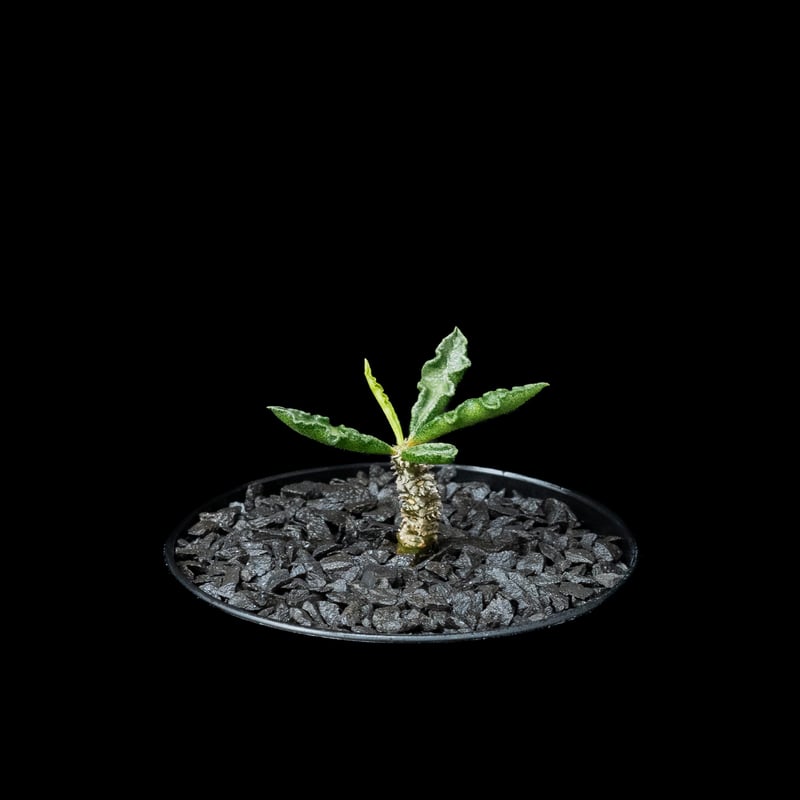 ユーフォルビア デカリー / Euphorbia decaryi #1 | Ducks ( p