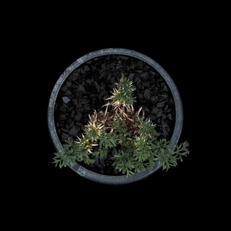 ペラルゴニウム ヒストリクス / Pelargonium hystrix #2