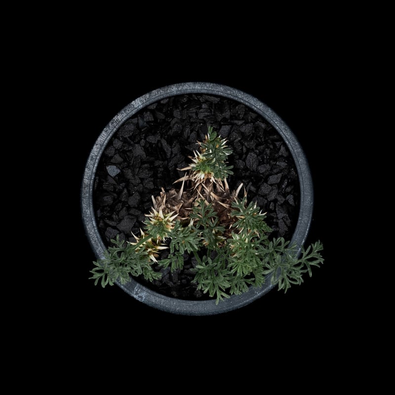 ペラルゴニウム ヒストリクス / Pelargonium hystrix #2 | Ducks