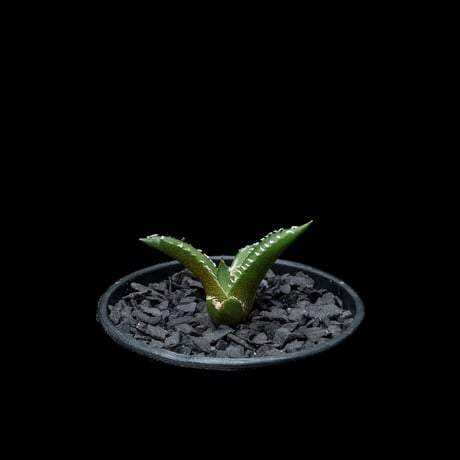 アガベ チタノタ 南アフリカダイヤモンド / Agave titanota ‘South Africa Diamond’ #3