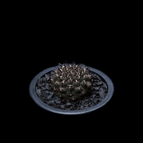 ギムノカリキウム 黒刺鳳頭 / Gymnocalycium asterium