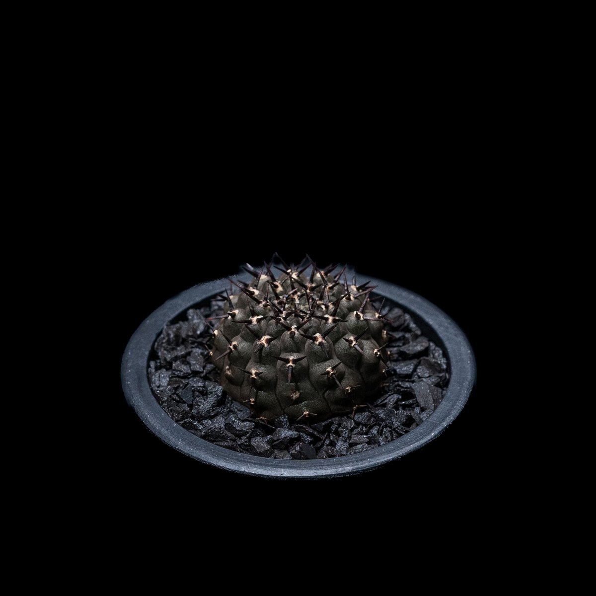 ギムノカリキウム 黒刺鳳頭 / Gymnocalycium asterium | Ducks