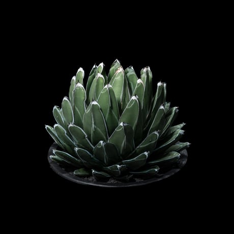 アガベ 笹の雪 / Agave victoriae-reginae