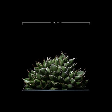 アガベ チタノタ フィリグリーデビル (綴化拇指) / Agave titanota ‘Filigree Devil’ #1