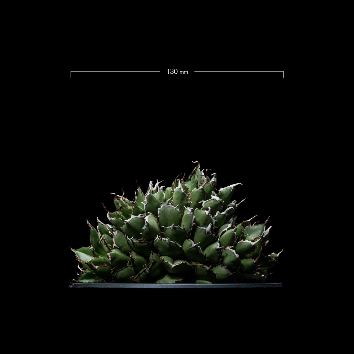 アガベ　フィリグリーデビル　綴化 アガベ チタノタ フィリグリーデビル (綴化拇指) / Agave titanota 'Fil