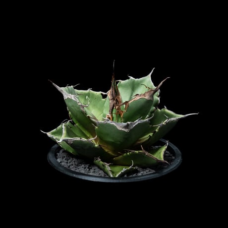 アガベ チタノタ 黒豹・ダイヤモンド / Agave titanota ‘Black Panther’ #5