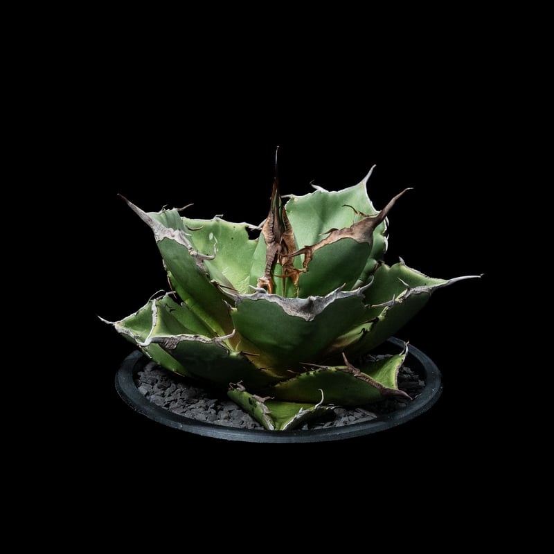アガベ チタノタ 黒豹・ダイヤモンド / Agave titanota 'Black
