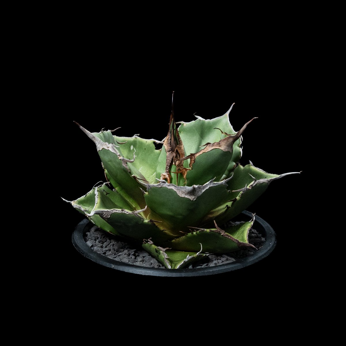 アガベ チタノタ 黒豹・ダイヤモンド / Agave titanota 'Black