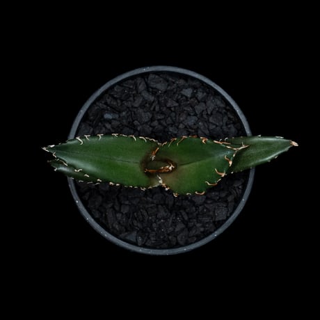 アガベ チタノタ 白鯨 / Agave titanota ‘White Whale’ #56