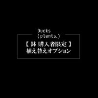 【 鉢 購入者限定 】植え替えオプション