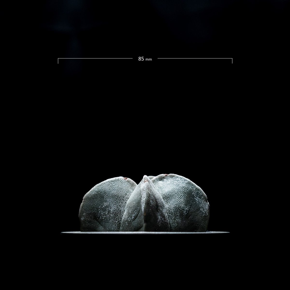 アストロフィツム　ニグラム bd7392eba7cd4470e38a3641156774