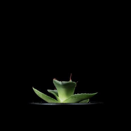 アガベ パリー トルンカータ / Agave parryi var. truncata #2