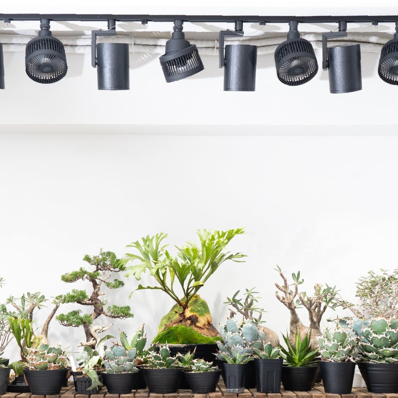 BARREL Circulator AECHMEA MOVE | Ducks ( plants. )