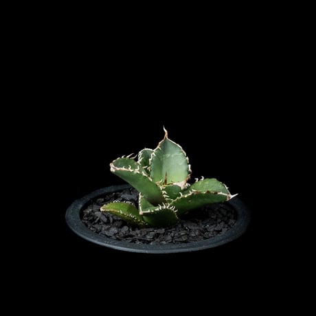 アガベ チタノタ 鯊魚劍 / Agave titanota ‘Shark Sword’ #3