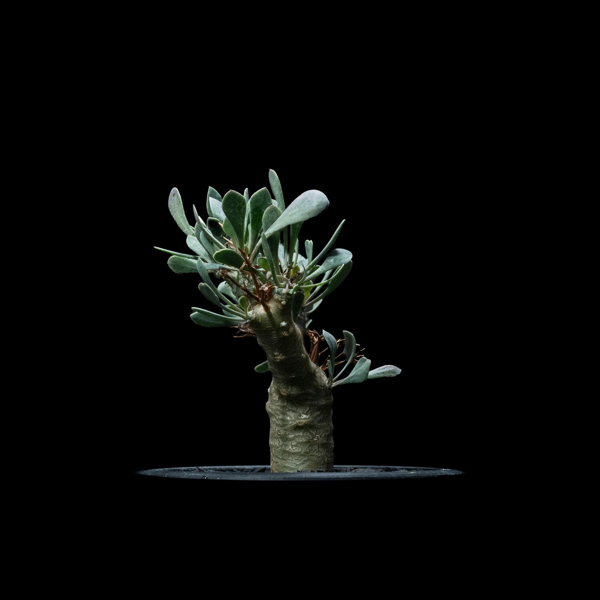 黒鬼城　Othonna euphorbioides オトンナユーフォルビオイデス オトンナ ユーフォルビオイデス 