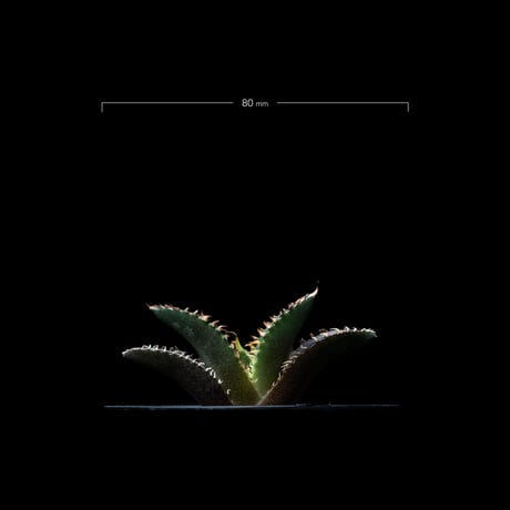 アガベ チタノタ レッド・キャットウィーズル / Agave titanota ‘Red Catweazle’ #36