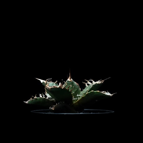 アガベ チタノタ シーザー / Agave titanota ‘Caesar’ #6