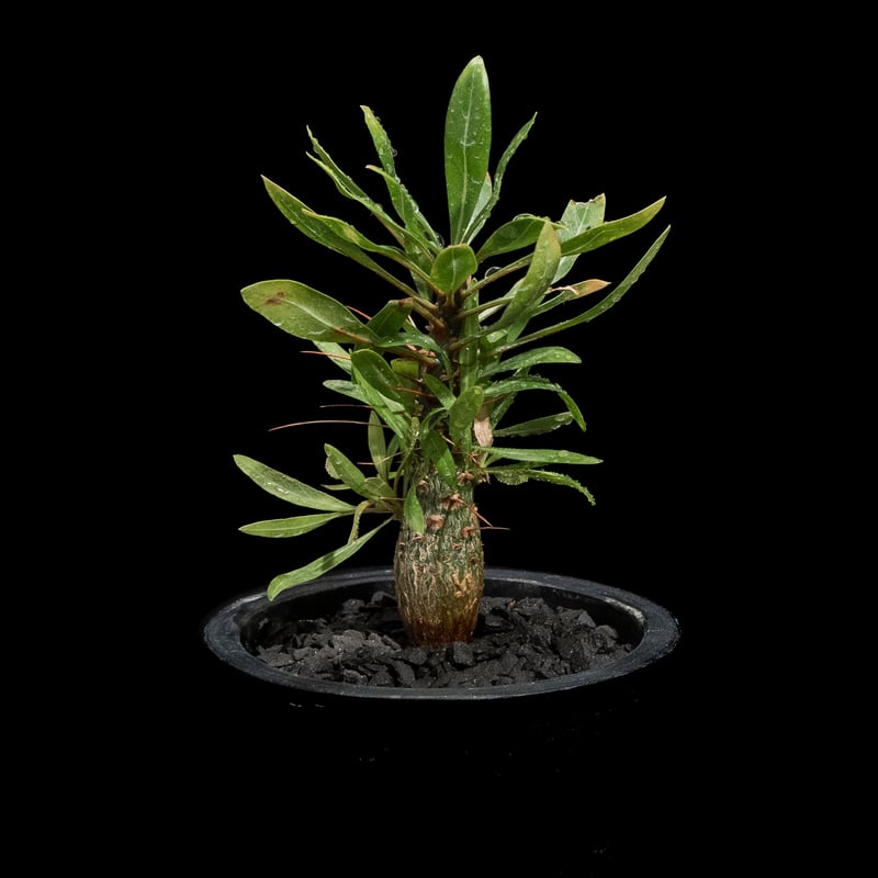 フォークイエリア プルプシー / Fouquieria purpusii #1 | Ducks