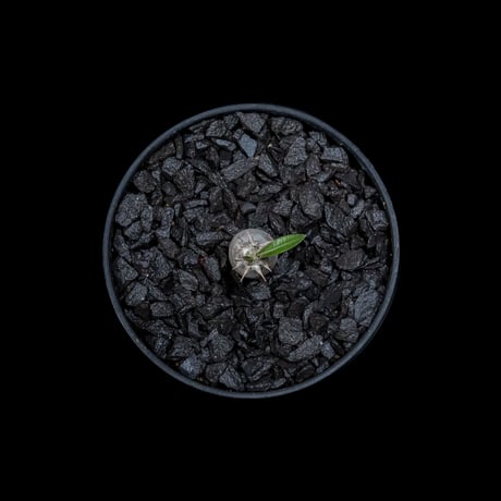 パキポディウム グラキリス / Pachypodium rosulatum var. gracilius #9