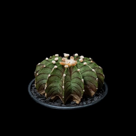 ギムノカリキウム属 フリードリッヒィ LB2178 / Gymnocalycium friedrihii LB2178 #18
