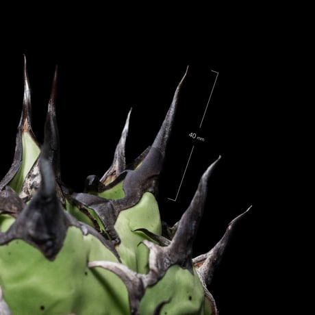 アガベ チタノタ ハデス / Agave titanota ‘Hades’ #2
