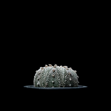 アストロフィツム アステリアス / Astrophytum asterias #3