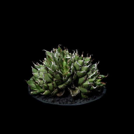 アガベ チタノタ フィリグリーデビル (綴化拇指) / Agave titanota ‘Filigree Devil’ #1