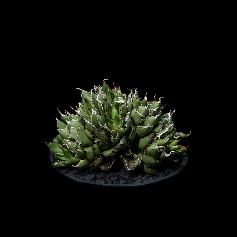 アガベ チタノタ フィリグリーデビル (綴化拇指) / Agave アガベ チタノタ フィリグリーデビル (綴化拇指) / Agave