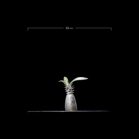 パキポディウム グラキリス / Pachypodium rosulatum var. gracilius #7