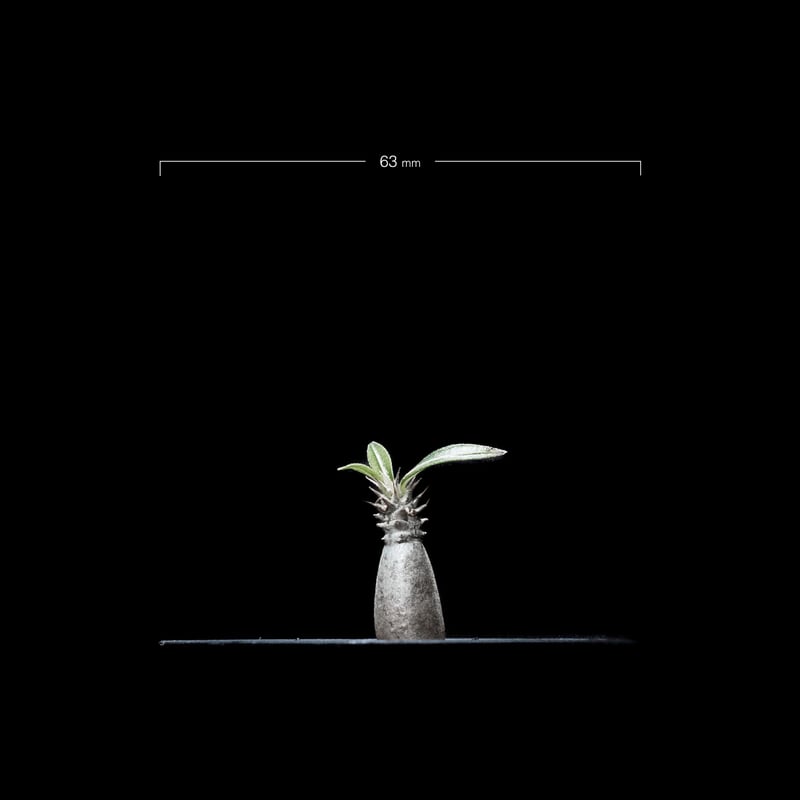 パキポディウム グラキリス / Pachypodium rosulatum var. grac