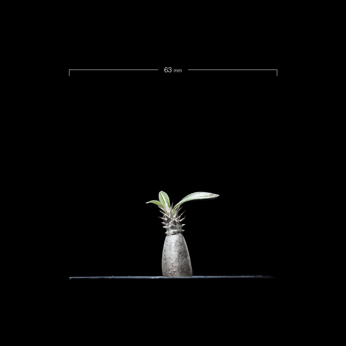 パキポディウム グラキリス / Pachypodium rosulatum var. grac