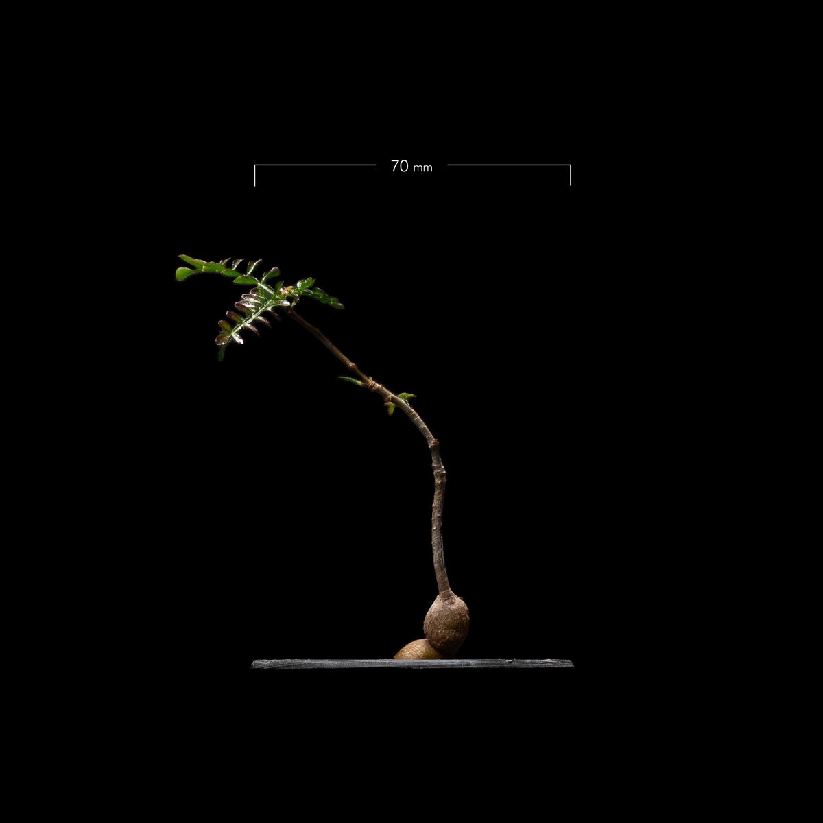 オペルクリカリア パキプス / Operculicarya pachypus #12 | D