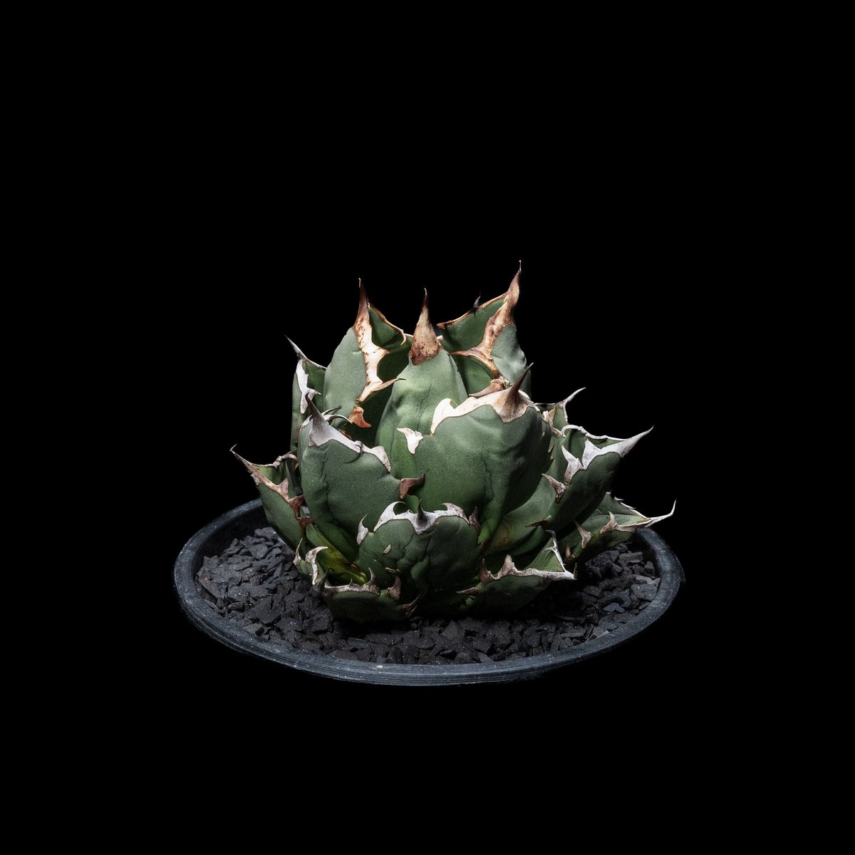 アガベ チタノタ 姫厳竜 子株付き / Agave titanota 'Dwarf' #14 アガベ チタノタ 姫厳竜 子株付き / Agave titanota 'Dwarf' #14