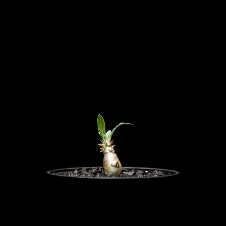 パキポディウム グラキリス / Pachypodium rosulatum var. gracilius #4