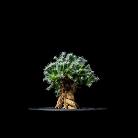 トリコディアデマ デンサム / Trichodiadema densum #12