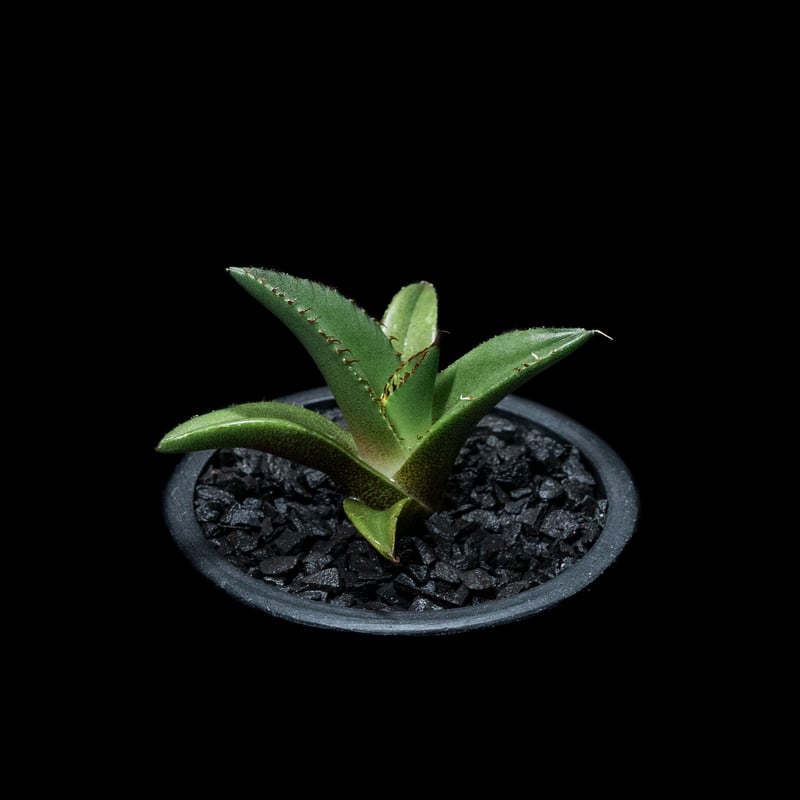 アガベ チタノタ 黒火焔 / Agave titanota 'Black Fire' #13 アガベ チタノタ 黒火焔 / Agave titanota 'Black Fire' #13