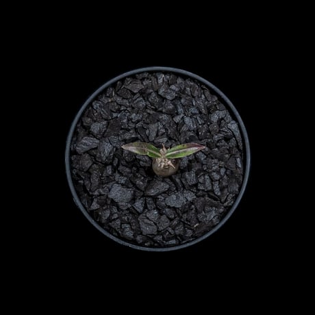 パキポディウム グラキリス / Pachypodium rosulatum var. gracilius #15