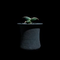 サンセベリア ロリダ / Sansevieria rorida #2